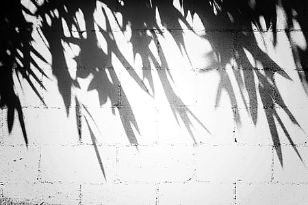 plant shadow on white concrete wall thumbnail