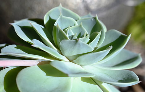 green succulent plant thumbnail