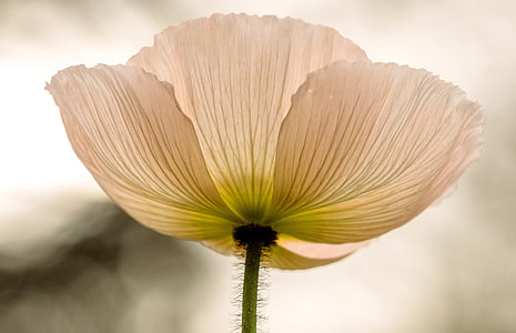 white flower in macro shot photography thumbnail