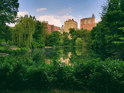 green trees near body of water thumbnail