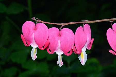 pink flowering plant thumbnail
