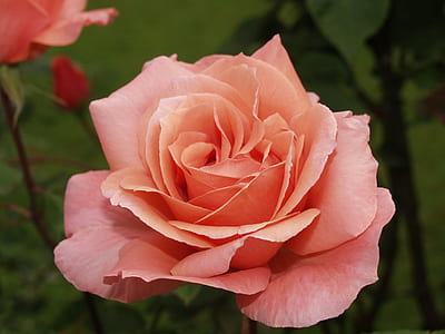 close-up photo of pink hybrid tea rose flower thumbnail