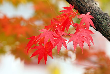 red leaves thumbnail