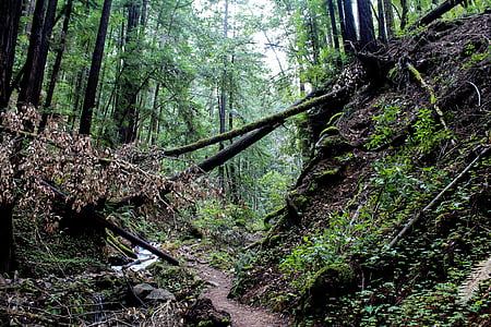 pathway surrounded by trees thumbnail