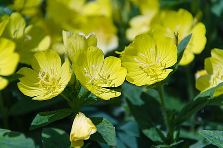 full-bloomed yellow petaled flowers thumbnail