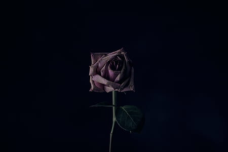 selective focus photo of pink rose flower thumbnail
