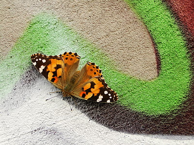 orange and black butterfly thumbnail