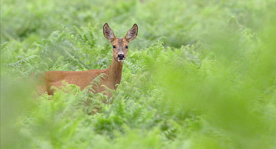 brown deer during daytime thumbnail