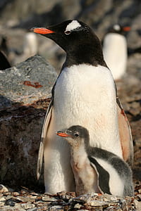 penguin near rock thumbnail