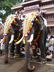 men on elephants near house thumbnail