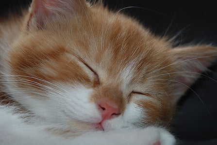 cat asleep thumbnail