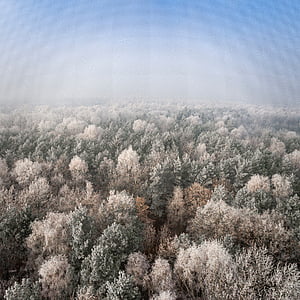 landscape photo of pine trees thumbnail