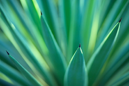 close up photography of green plant at daytime thumbnail