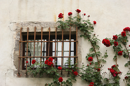 red Roses on rusty metal window grille thumbnail