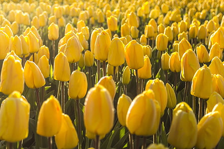 bed of yellow Tulips flowers thumbnail