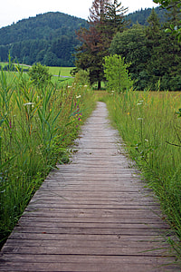 brown wooden pathway through the grass fields towards the forest thumbnail