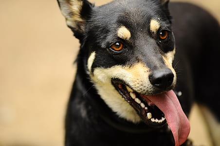 selective focus photography of black and fawn dog doing tongue out thumbnail