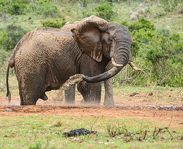 elephant standing on mud thumbnail