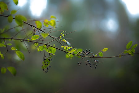 close-up photography of green leafed plant thumbnail
