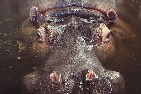 closeup photography of hippopotamus on body water during daytime thumbnail