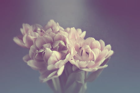 selective focus photography of white petaled flower thumbnail