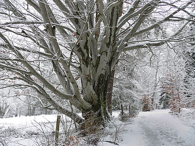 leafless trees covered with snow thumbnail