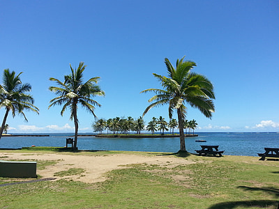 palm trees near body of water thumbnail