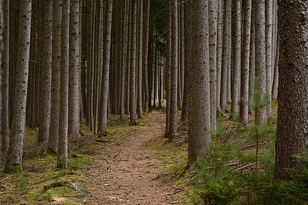 photo of forest during daytime thumbnail