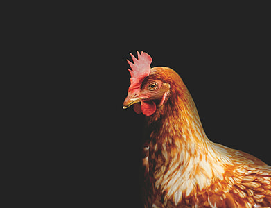brown hen poultry photography thumbnail