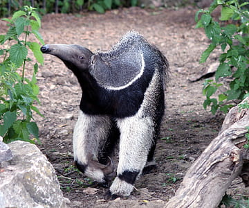 white and black ant eater standing on brown soil thumbnail