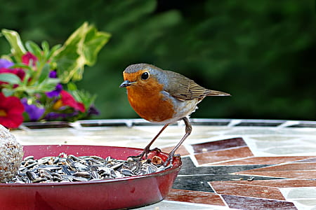 perched bird on bowl thumbnail