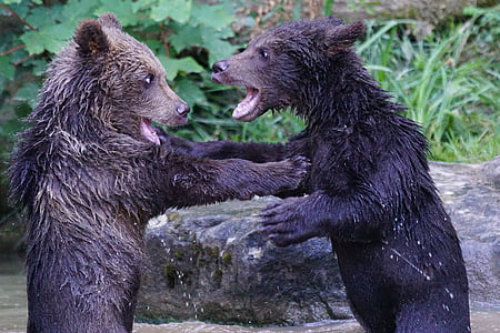 two black bears photography thumbnail