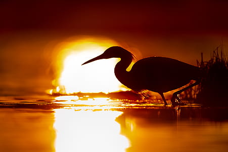 swan on body of water during sunset thumbnail