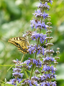 Machaon, Papilio Machaon thumbnail