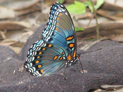 brown, blue, and black butterfly thumbnail