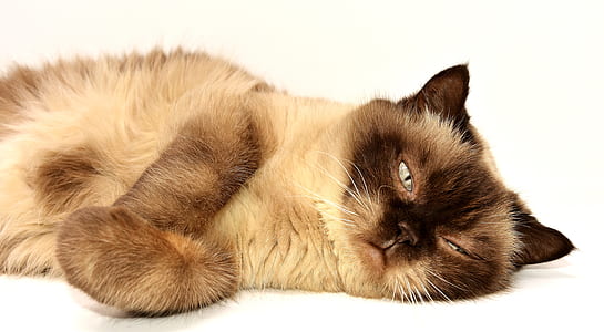 Siamese cat lying on floor thumbnail