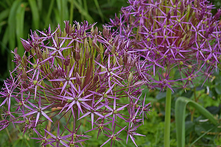 Ornamental Onion thumbnail
