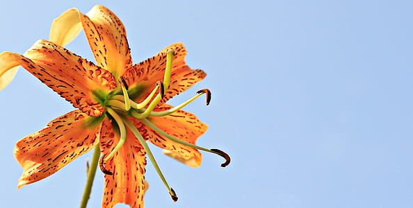 orange tiger lily flower selective focus photography thumbnail