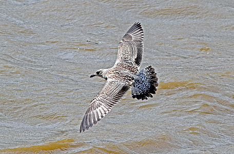 Yellow-Legged Gull thumbnail