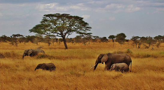 four brown elephants on grass field during daytime thumbnail