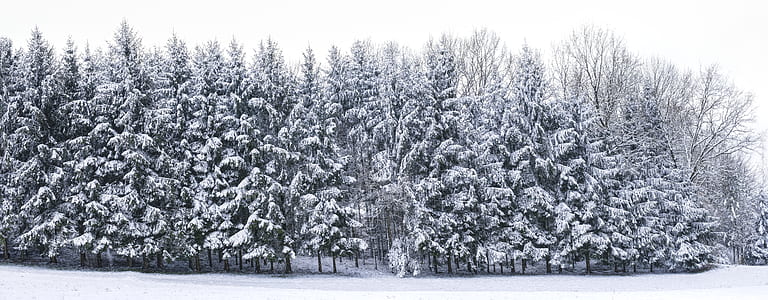 snow-covered pine trees thumbnail