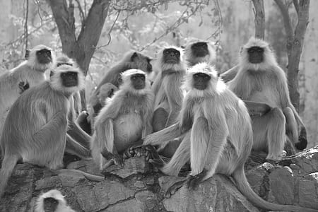 Grayscale Photo of Gray Langur Sitting Next to Trees thumbnail