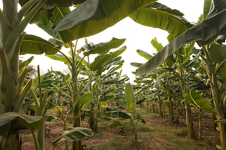 banana plant field thumbnail
