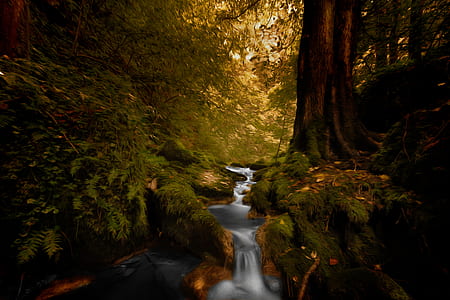 time-lapse photo of river between trees thumbnail