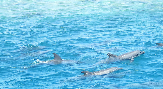 sharks underwater during daytime thumbnail