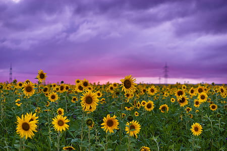 field of sunflowers under purple clouds thumbnail