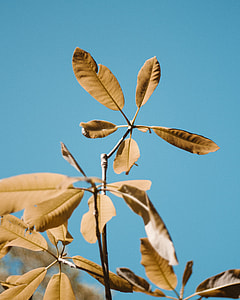 photo of green leaf plants during daytime thumbnail