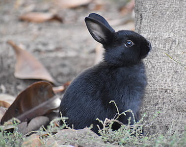 black bunny next to tree trunk thumbnail
