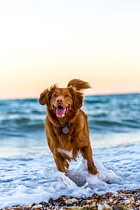 brown dog running at shore near ocean thumbnail