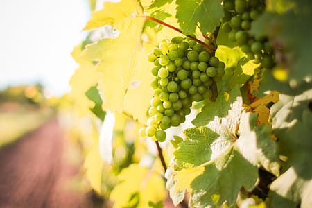 White Grapes Grapevine in a Vineyard thumbnail